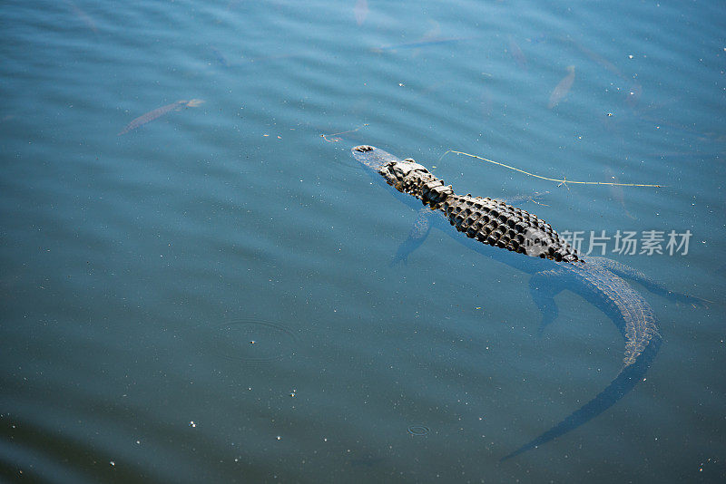 佛罗里达大柏树国家保护区鳄鱼游泳