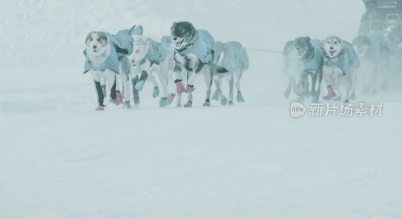 雪橇犬