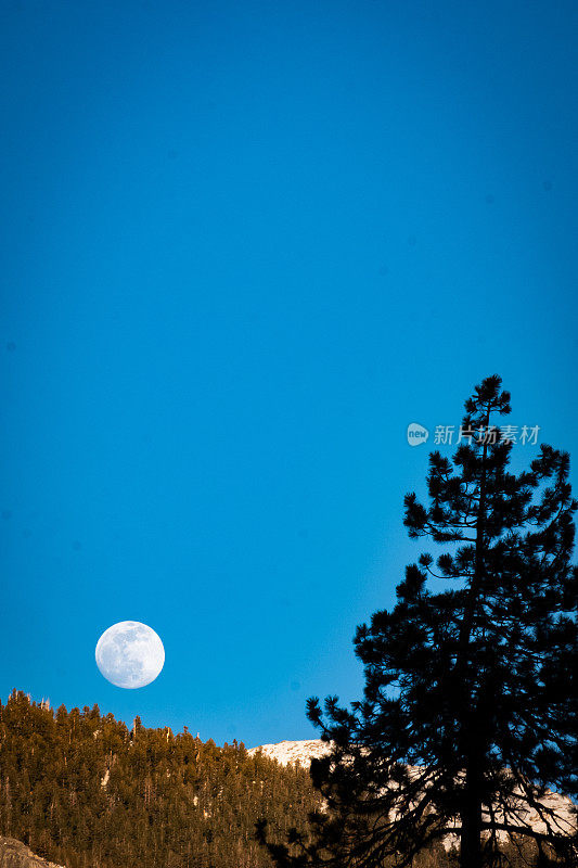 月亮在红杉中升起
