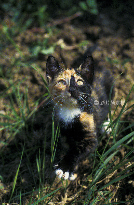 夏天在花园里的玳瑁猫