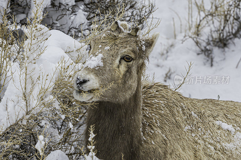 冬天的大角羊、加拿大绵羊、黄石国家公园;黄石公园;国家公园;怀俄明;女性。吃