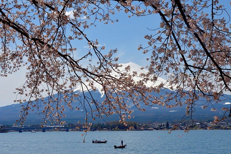 富士山和川口湖的樱花