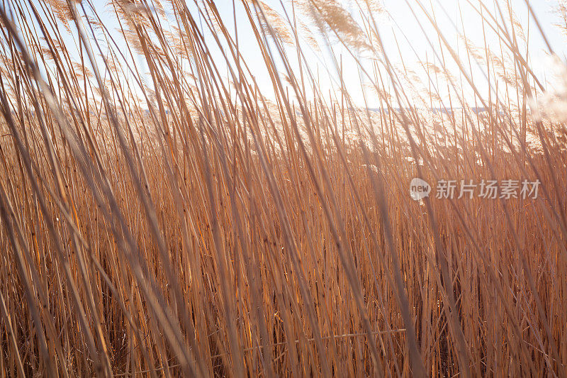 新英格兰沙滩上的沙滩草