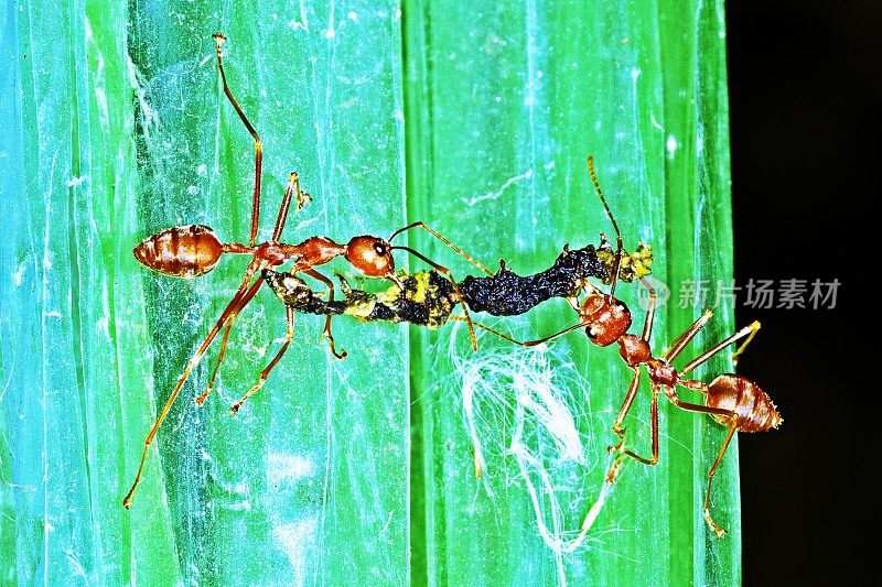 蚂蚁帮助搬运食物――团队合作。