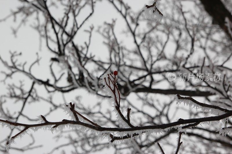 生机盎然的冬天，一个红色的果实在雪花中留下了花朵