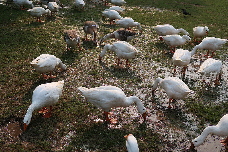 图像白鹅群放牧和行走在泥泞的农场院子里，聚焦前景