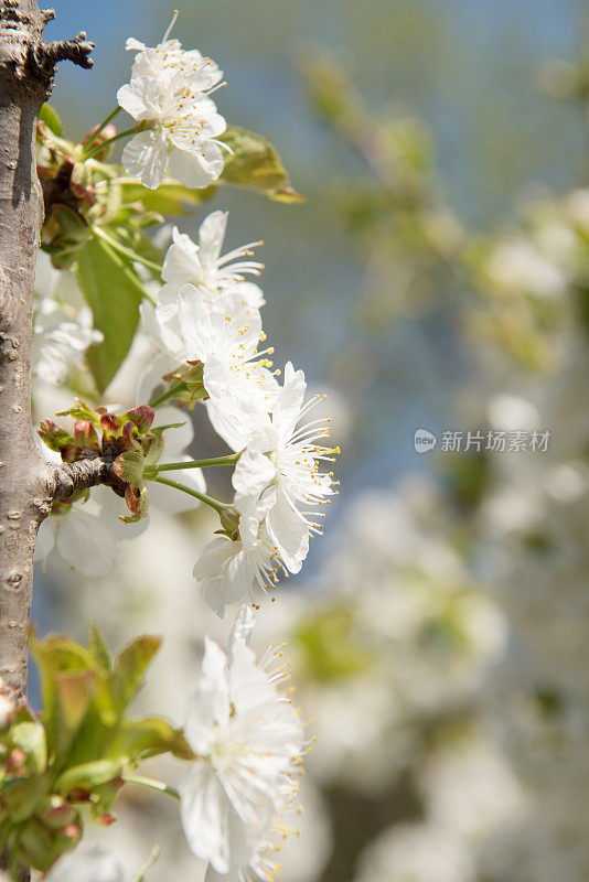 樱花特写