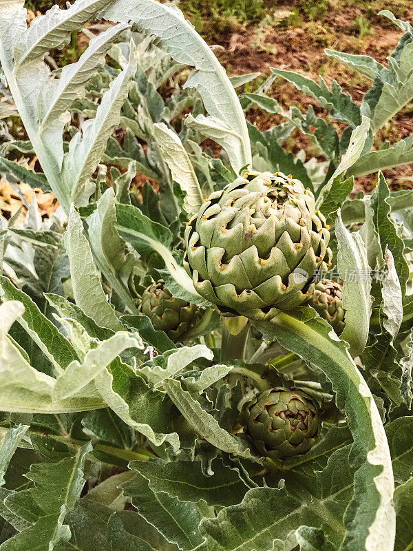 洋蓟植物领域