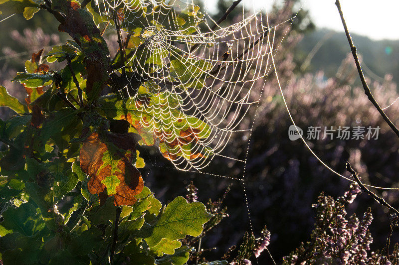 黎明时分，秋蜘蛛在荒地上织网