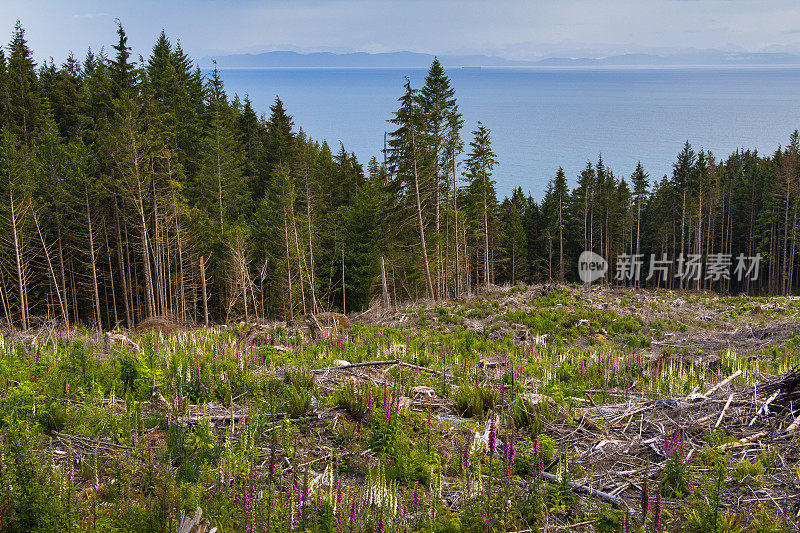 温哥华岛西部伐木区