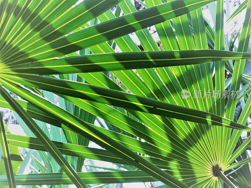 背光锯草棕榈叶在热带景观