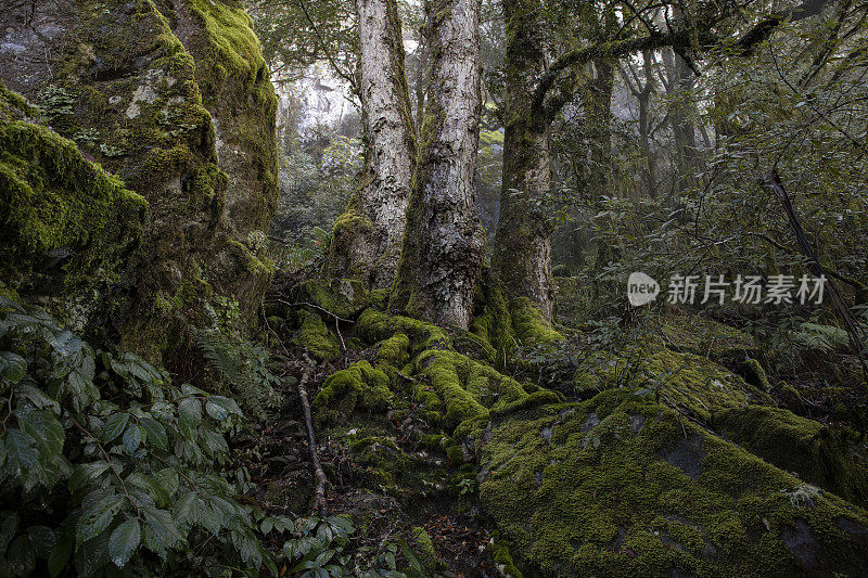 热带雨林