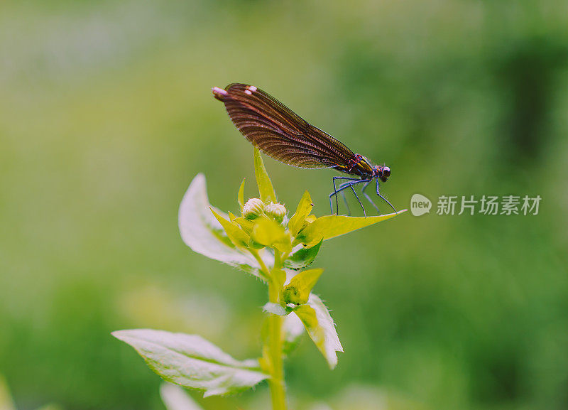 叶子上的蜻蜓