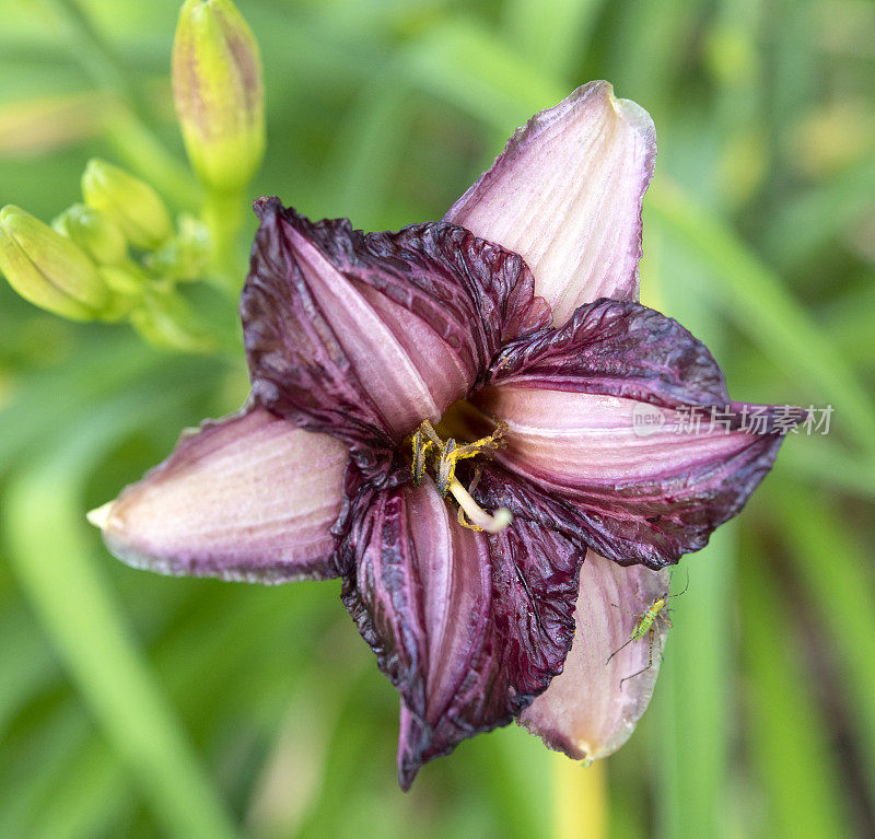 枯萎的百合花