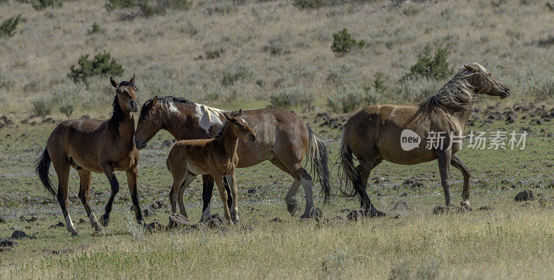 在美国俄勒冈州Steens山的里德尔山和Kiger牧群管理区的野马