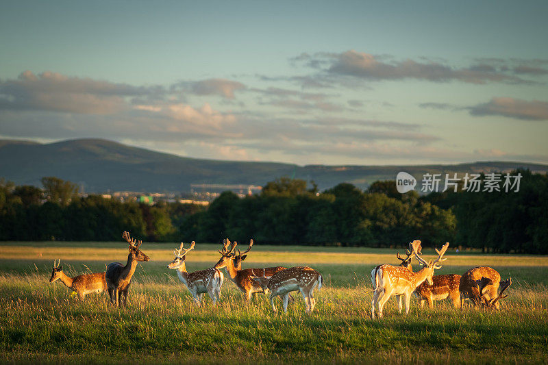都柏林凤凰公园，一群休閒的小鹿在夕阳下休息