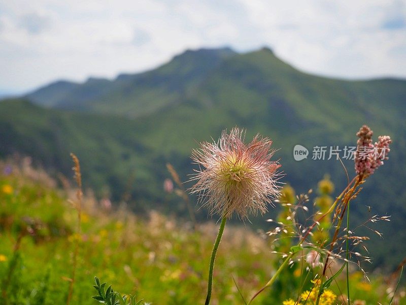 阿尔卑斯山杨的果实，产于法国山区