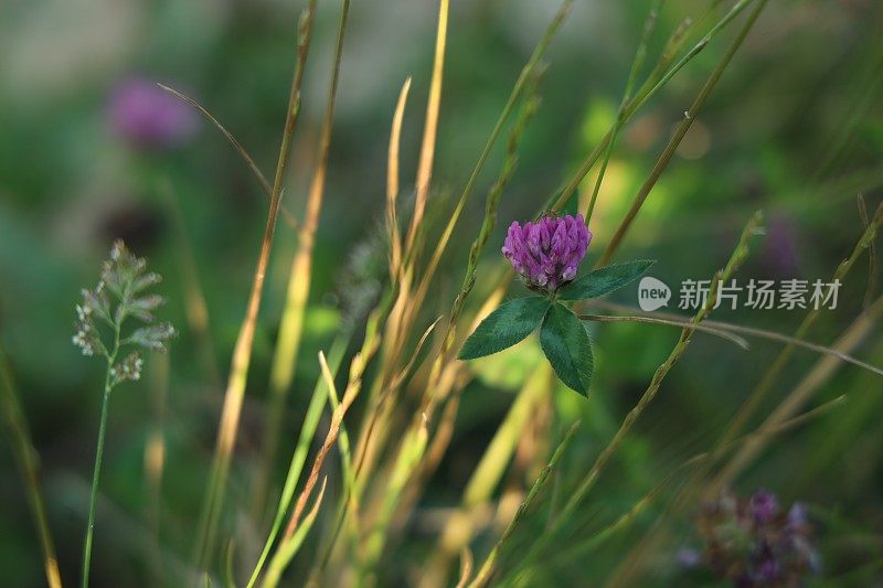 小河边的野花为背景