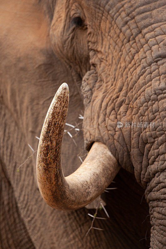 非洲大象特写肖像