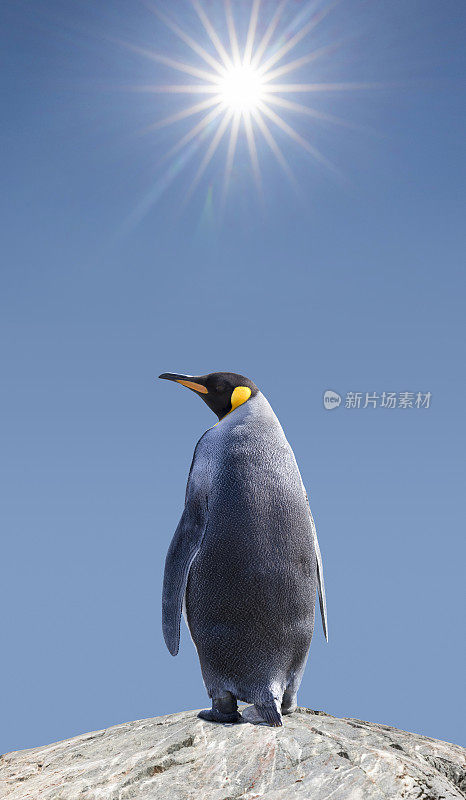 炎炎烈日下，南乔治亚岛的南极王企鹅