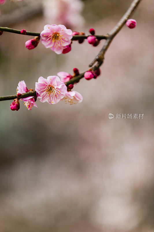 粉色的梅花