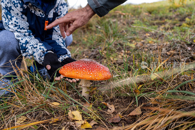 采摘有毒蘑菇的危险