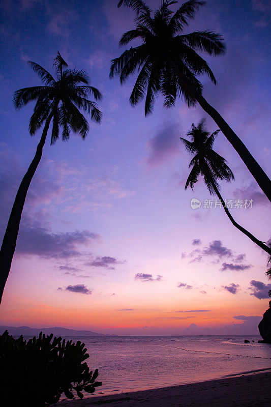黄昏时分，泰国帕岸岛里拉海滩上的棕榈树。