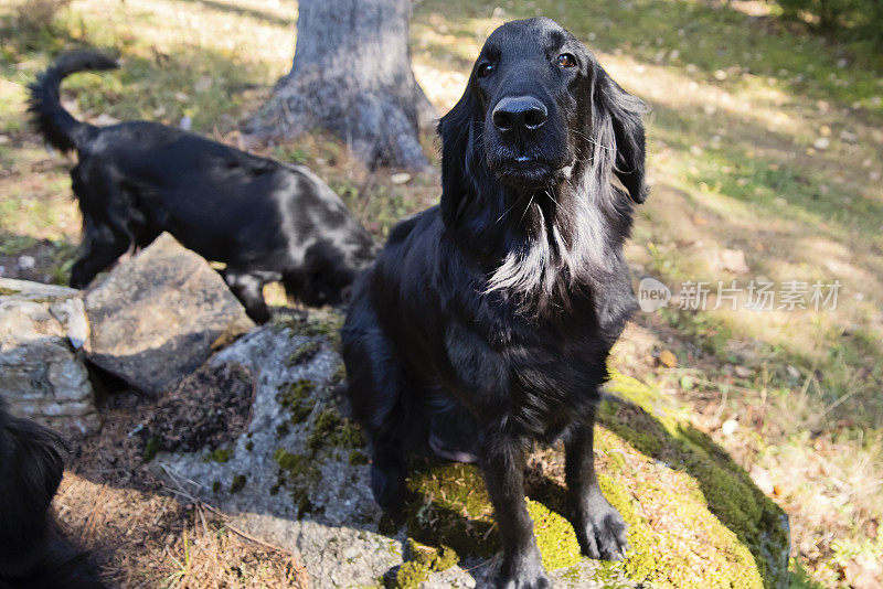 同一家族的两只纯种平毛寻回犬。