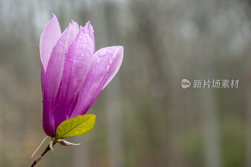 粉红色茶碟木兰或郁金香木兰开花