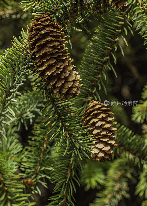 鲁兹云杉，云杉和鲁兹，永利自然中心，霍默，阿拉斯加，在基奈半岛发现的混合，从白色云杉和锡特卡云杉，自然杂交。