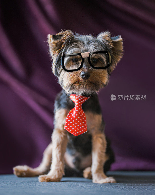 聪明的约克夏梗在书呆子眼镜和领带