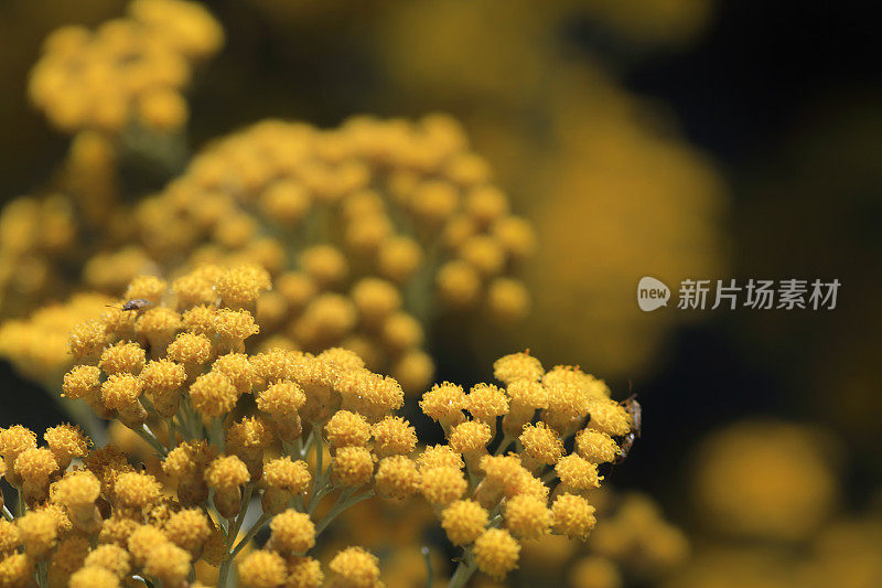 蓍草黄色美丽自然特写鲜花草药春天