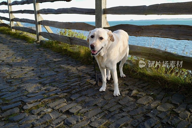 圣岛拉布拉多寻回犬