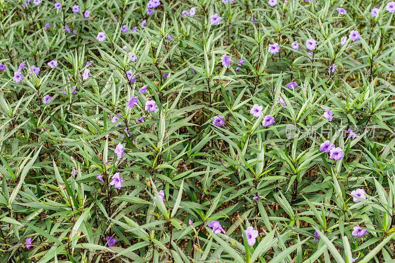在中国深圳的一个公园里，盛开着一种紫色的墨西哥矮牵牛花、墨西哥风铃草或布里顿的野生矮牵牛花