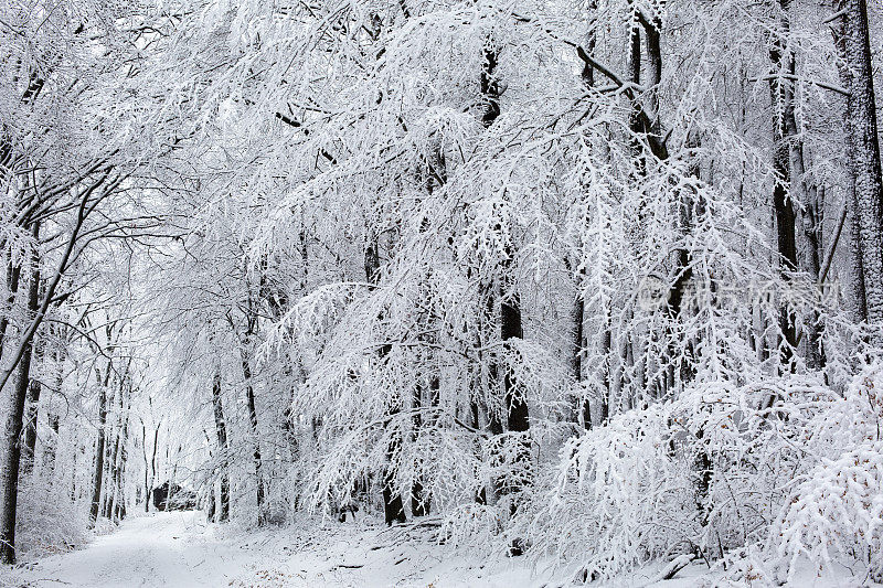 白雪覆盖的树木