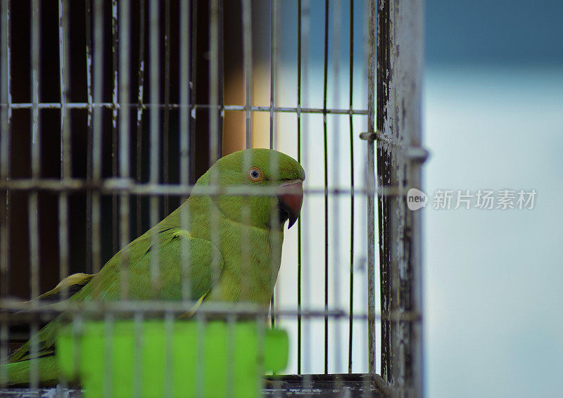 鹦鹉正从笼子里向外张望。