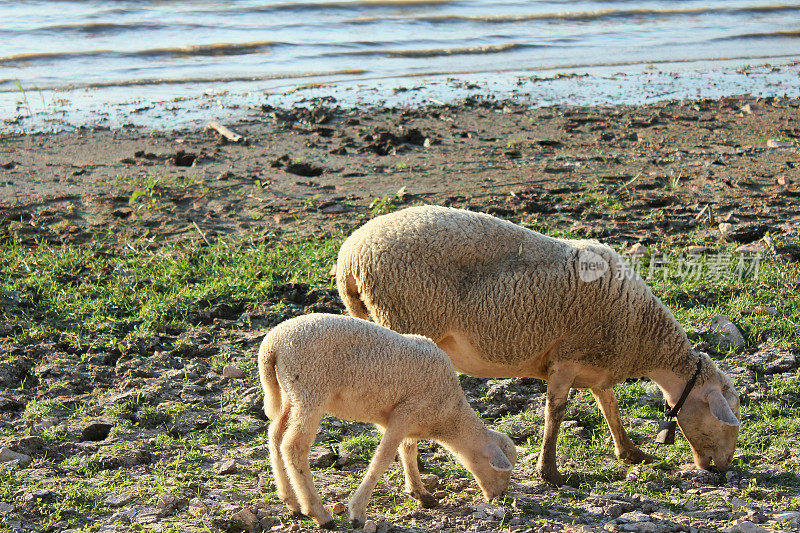 在Golyazi肮脏的湖边放牧的绵羊和羔羊