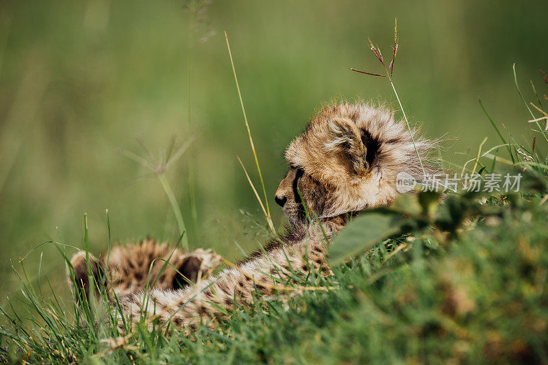 高草地上的两只猎豹幼崽