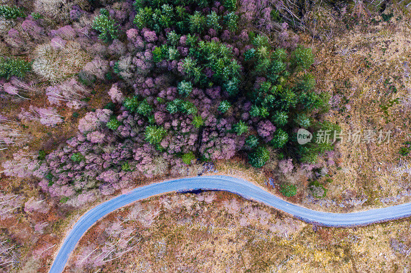 高角度无人机拍摄的苏格兰森林道路