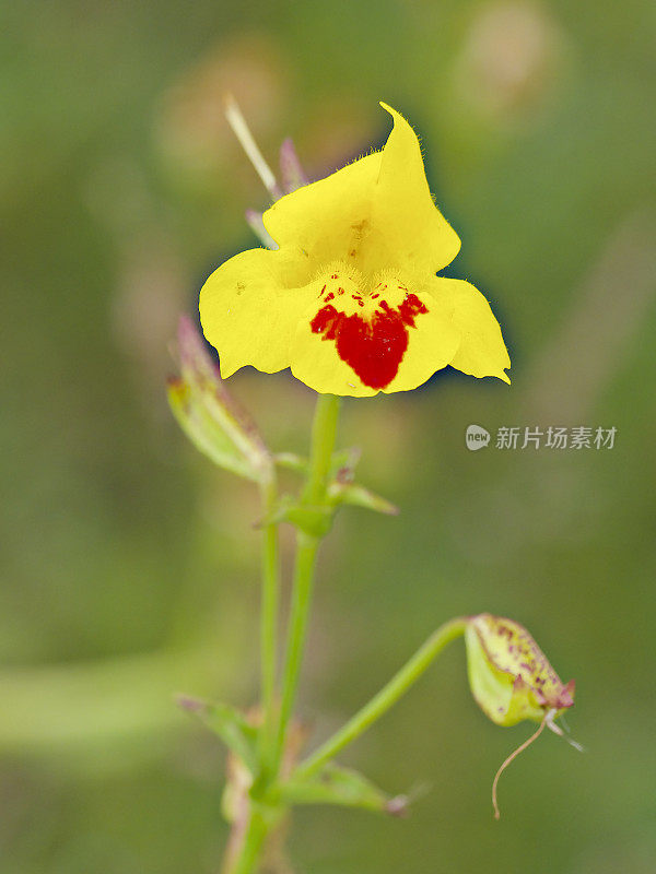 一朵小黄猴花