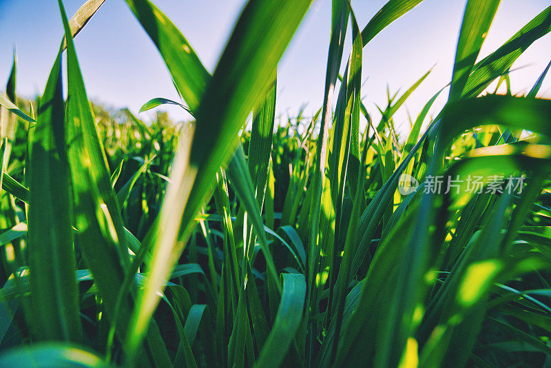 种植植物-农业-自然-小麦