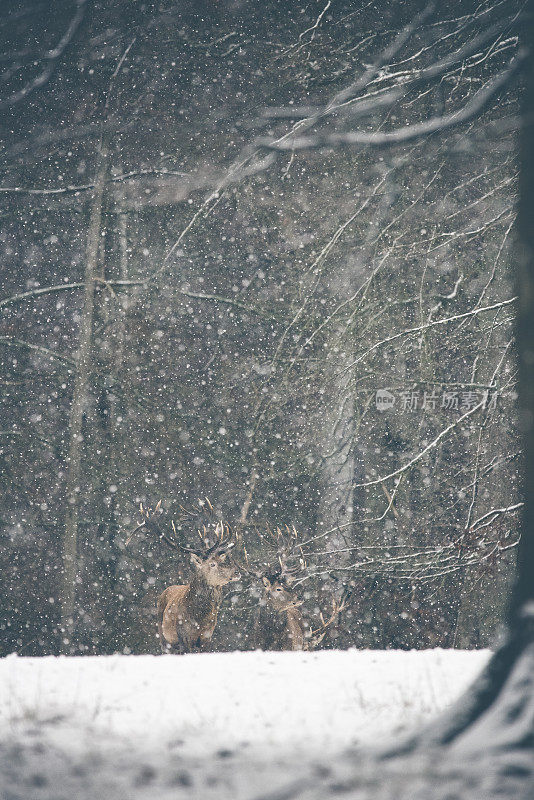 鹿在winterwonderland