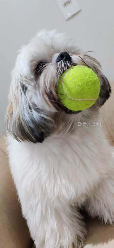 狗和他的网球