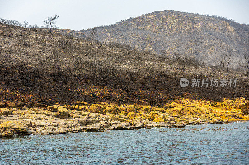 海岸森林大火之后