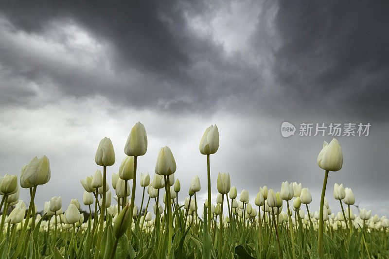 郁金香在春天的暴风雨中在田野里绽放