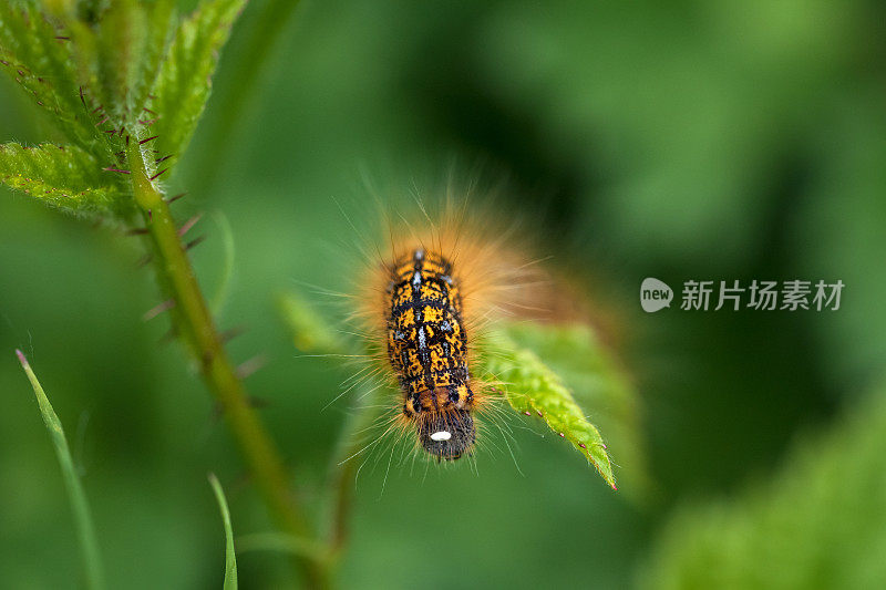 毛毛虫的特写