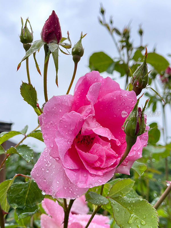 庭院里玫瑰开着雨点