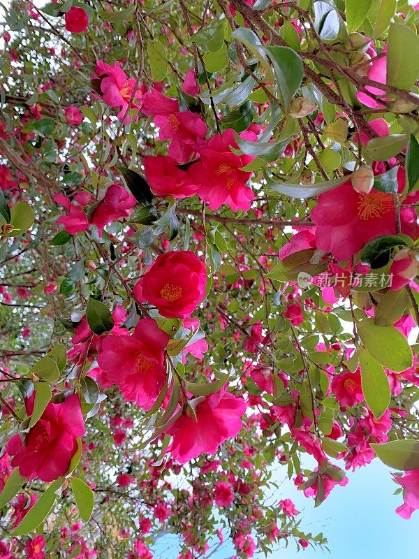 山茶花油茶花