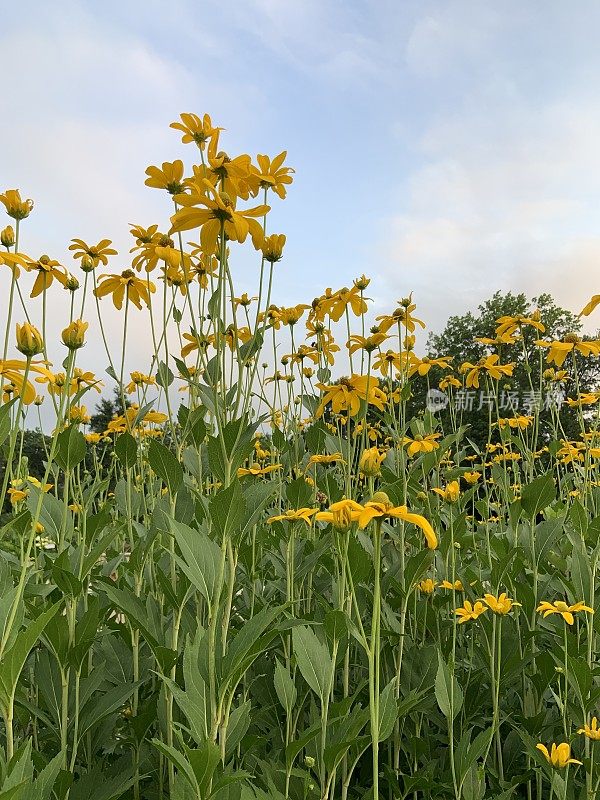 假向日葵Heliopsis