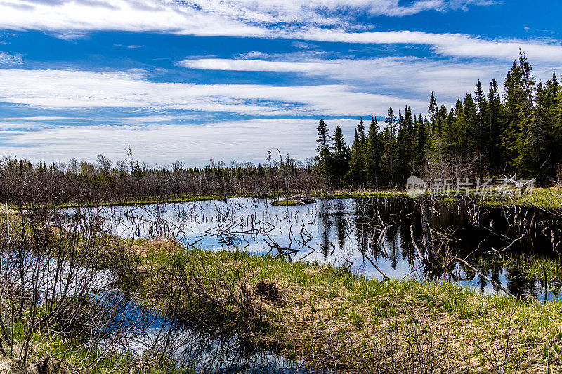 加拿大纽芬兰，理查德·斯奎尔斯爵士纪念省级公园路旁池塘